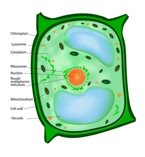Plant Cell Structure Cell Theory Cell Biology Social Media Calendar