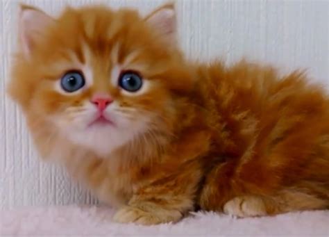 Orange cat with blue eyes. Fluffy Orange Kitten With Blue Eyes - Cats vs Cancer