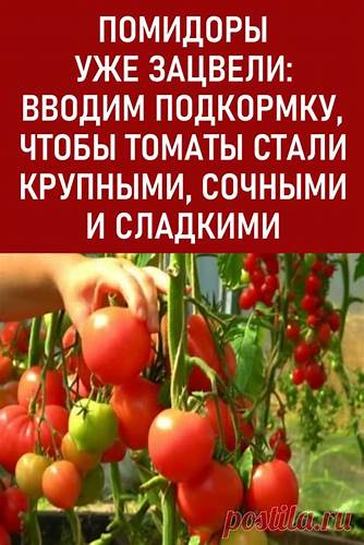 Помидоры и диеты «Помидоры уже зацвели»: Вводим подкормку, чтобы томаты стали Крупными «Помидоры уже зацвели»: Вводим подкормку, чтобы томаты стали Крупными Помидоры и диеты