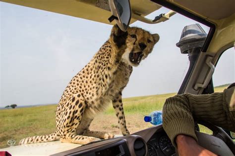 Cheetah Pokes Head Into Safari Jeep In The Northern