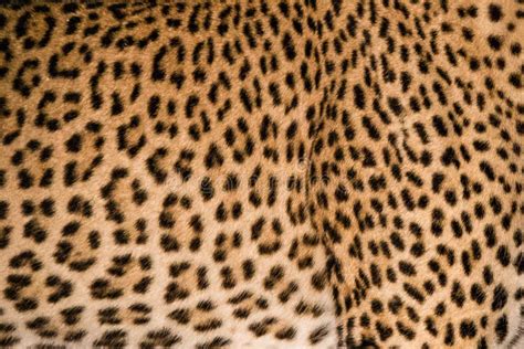 Leopard Fur Pattern Stock Photo Image Of Wildcat Africa 29125684