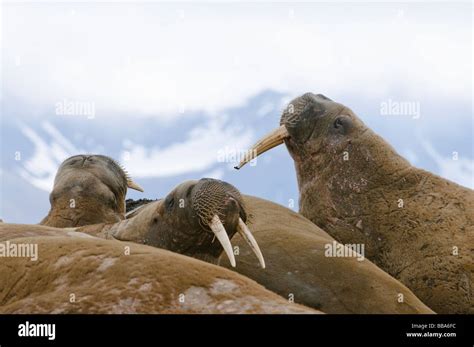 Walrus Colony Odobenus Rosmarus Poolapynten Spitsbergen Svalbard Stock