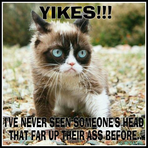 The Best Cat In The World Cat Memes Grumpy Cat Grumpy Cat Meme