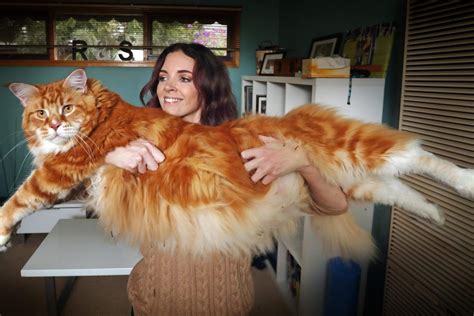 This Impressive Ginger Cat Might Just Be Crowned The Longest In The