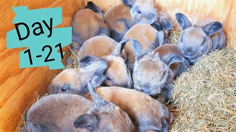 Timelapse Baby Bunnies Growing Rabbit Babies Day In 21 Days Youtube