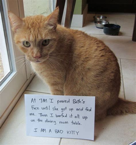 He Wasnt Even Sorry Funny Cat Pictures
