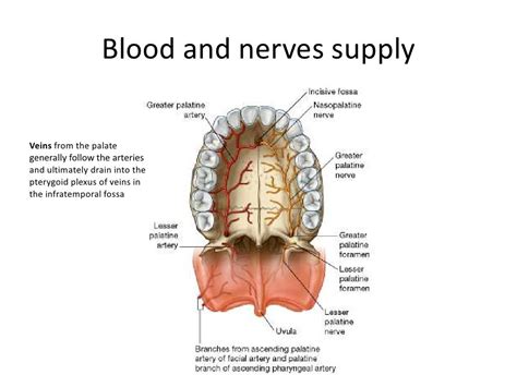 Anatomy And Histology Of Palate