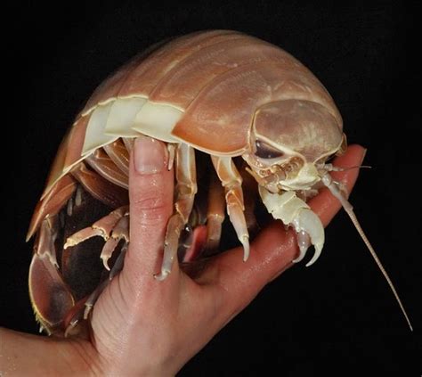 The Creepy Giant Isopod Bathynomus A Giant Isopod Is Any Of The