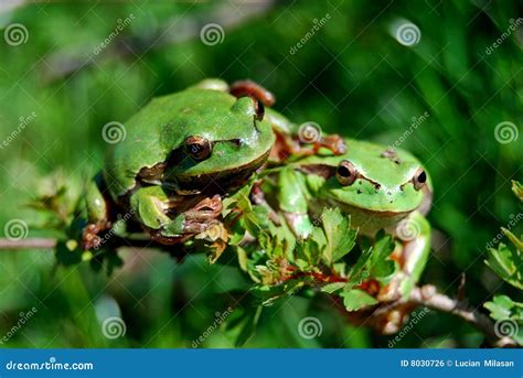 Two Frogs Friendship Stock Photo Image Of Rest Colored 8030726