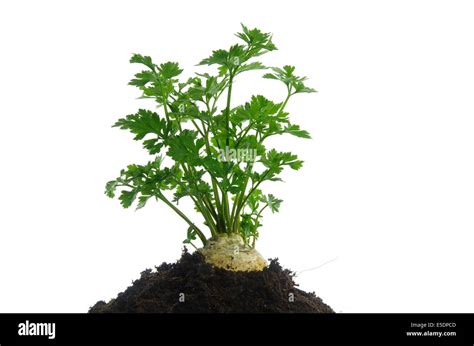 Growing From The Ground Parsley Stock Photo Alamy