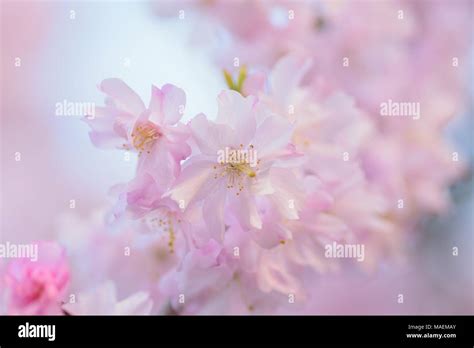 Macro Texture Of Japanese Pink Weeping Cherry Blossoms Stock Photo Alamy
