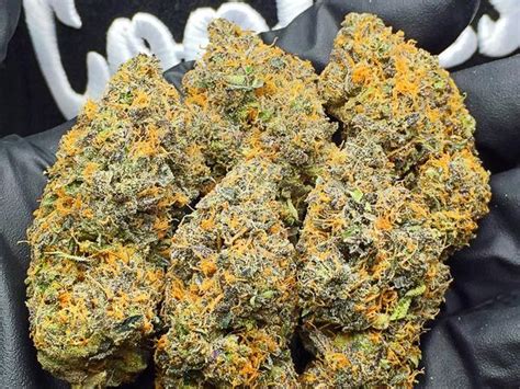 Read more about this popular weed strain here. Gelato #33 - SF Evergreen