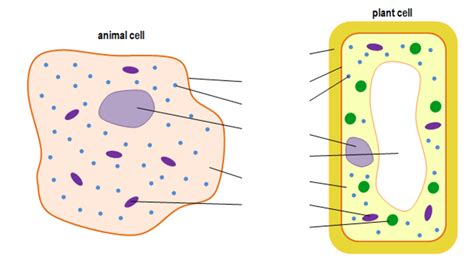 Cells Diagram Quizlet
