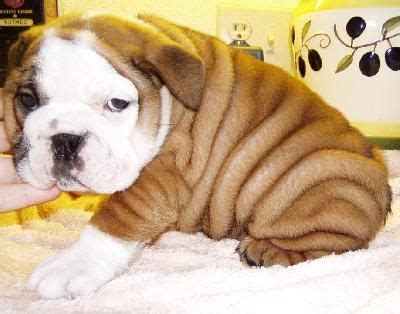Once you know how your english bulldog pup grows from little one to an adult, you also know how to care better for them. miniature english bulldog. WILL have one day. So many rolls. So darn cute! (With images ...