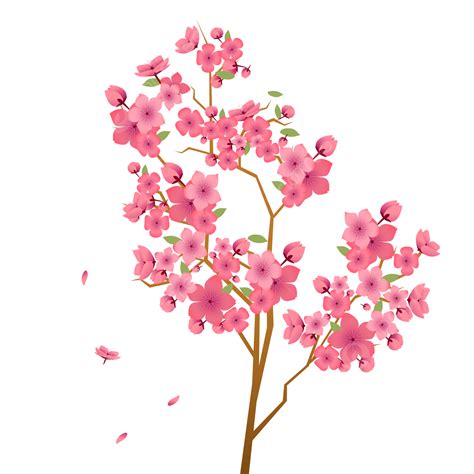 Cherry Blossom Card Vector Art Png Cherry Blossoms Transparent