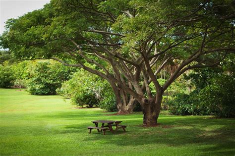Fast Growing Shade Trees For Dappled Sunlight Where You Want It
