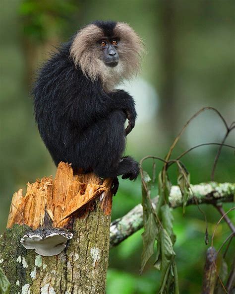 The Lion Tailed Macaque Is An Endangered Animal Endemic To The Western