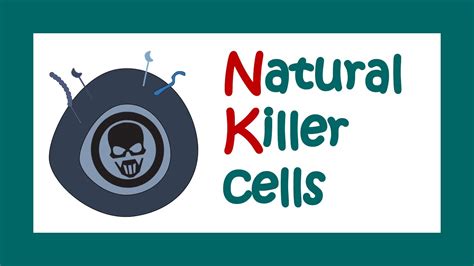 Natural Killer Cells Functions Of Natural Killer Cells Immune