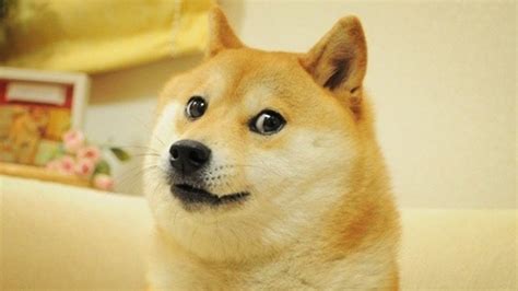 Shiba Inu In ‘doge Meme Is Sick With Leukemia