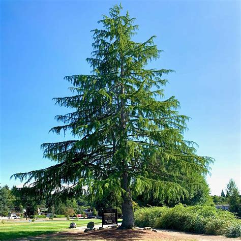 Tree Dimensional Tacoma Deodar Cedar Peaks And Pints Proctor
