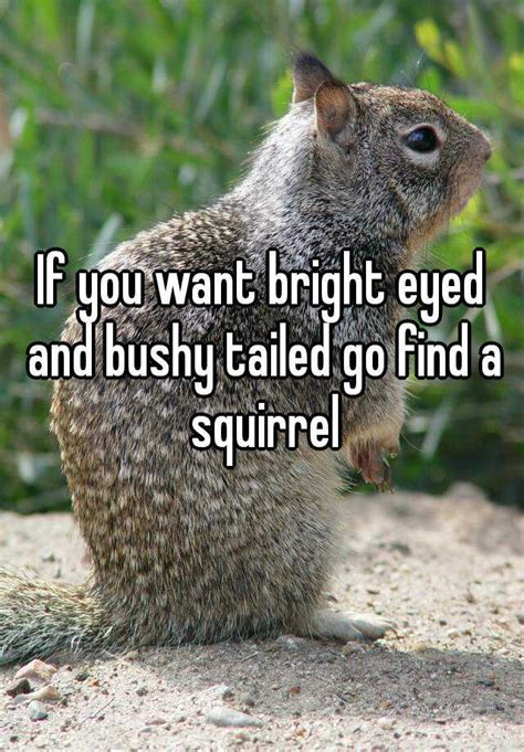 If You Want Bright Eyed And Bushy Tailed Go Find A Squirrel