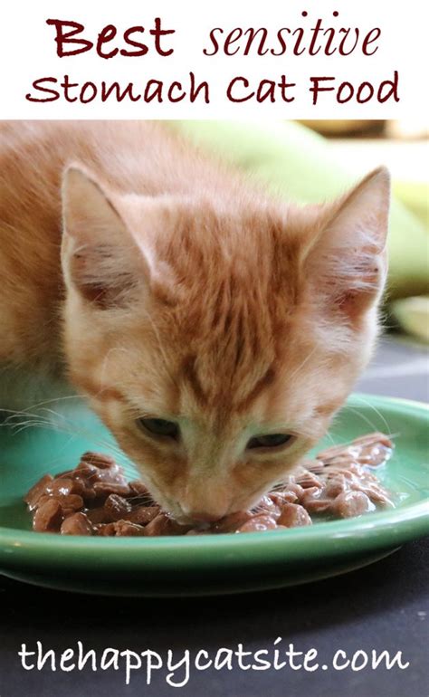 The right amount of calcium. Best Sensitive Stomach Cat Food - Top Tips And Brand Reviews