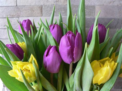 Screensaver Purple Tulips Flowers Wallpapers