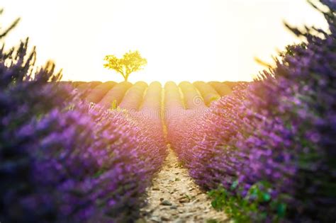 Closeup Lavender Field At Sunset With Lonely Tree In Background And