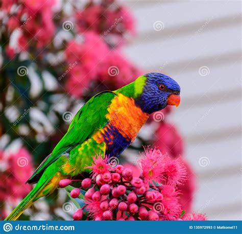 Beautiful Rainbow Lorikeet Bird Stock Image Image Of Australia