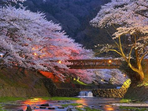 Beautiful Cherry Trees In Kyoto Japan Japan Wonders Of The World