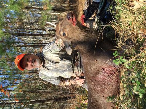 Blackwater Md Sika Deer Hunt