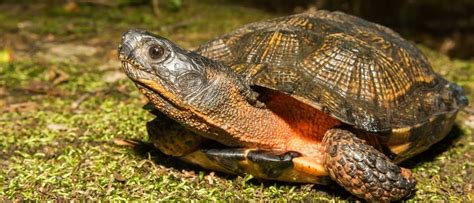 Wood Turtle Animal Facts Glyptemys Insculpta A Z Animals