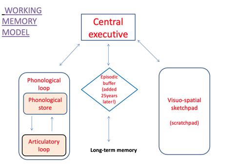 psychology working memory model baddeley diagram quizlet