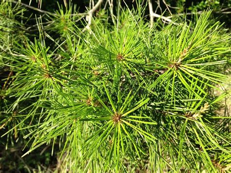 Pine Tree Growing In Woods In South Daytona Florida Stock Photo