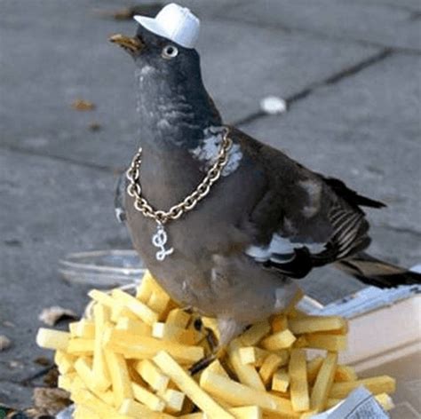 Funny Pigeon Pictures A Pigeon With A Chain Around Its Neck