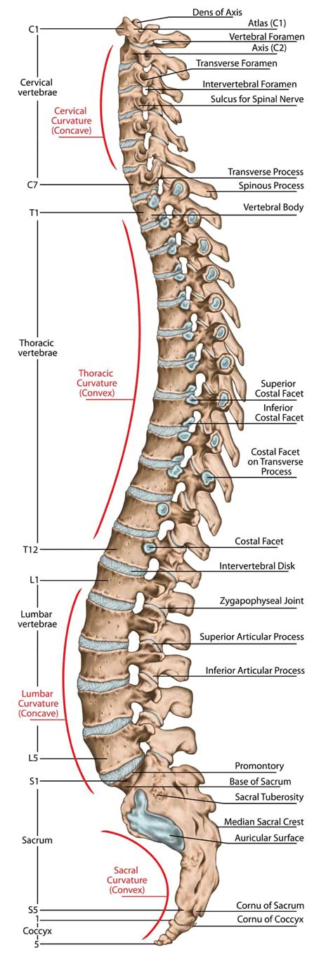 Anatomy Of A Spine