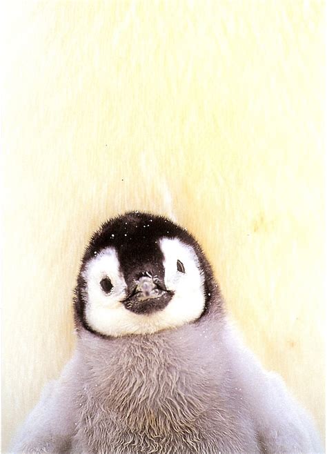 Penguins Animal Cute 30 Cute Baby Animals That Will Make You Go Aww