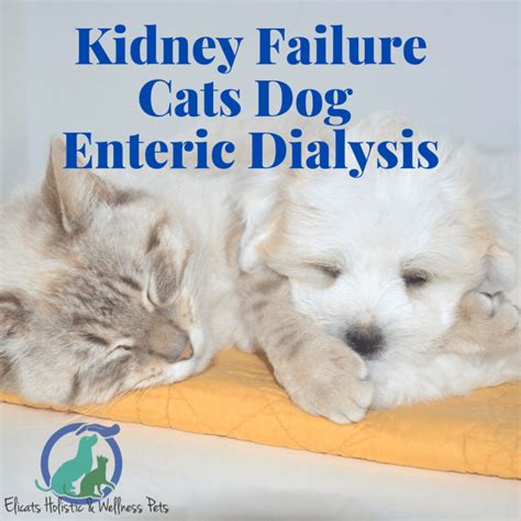 Enteric Dialysis Cat Dog Chronic Kidney Disease Elicatsit