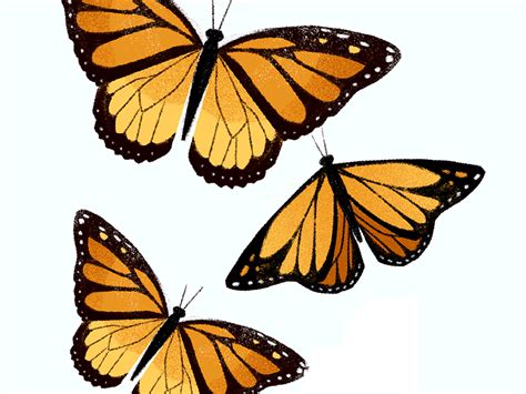 Monarch Butterfly Flying 