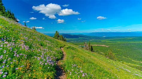 Mountain Pathway Between Grass Field And Flowers In Background Of Blue Sky And Clouds 4k Hd