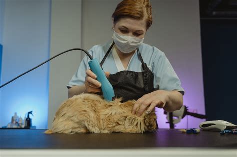 Mobile Cat Grooming; Advantages and Cost | My Pet Review