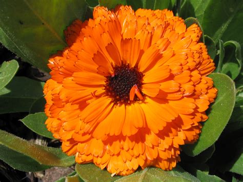 Orange Flower Images And Pictures Becuo