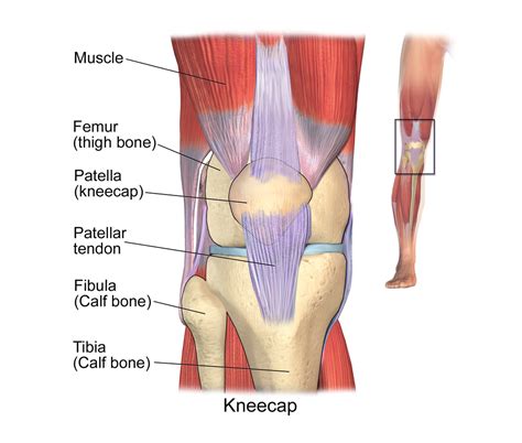 The foot consists of thirty three bones, twenty six joints and over a hundred muscles, ligaments and tendons. Patellar Tendinitis: How to Maximise Your Recovery | Chief Bar