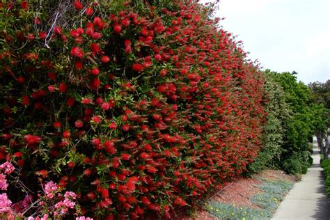 10 Fast Growing Evergreen Trees For Privacy ~ Garden Down South