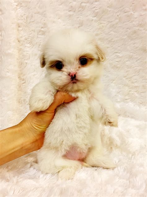 Maybe you would like to learn more about one of these? Tiny Teacup Maltipoo Puppy! For sale in Los angeles ...