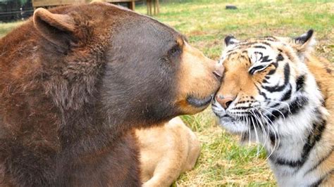 Meet The Lion Tiger And Bear Who Are Besties Noahs Ark Animals