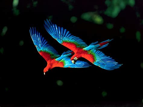 Flight Of The Macaws Red Macaws Blue Flight Hd Wallpaper Peakpx