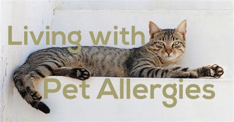 Living With Pet Allergies