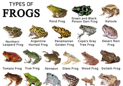 Frog Name Generator Create The Best Name For Your Pet Frog