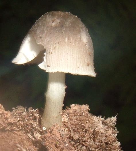 Little Blackgreyshiny Cap Mushroom I Found Turned Blue Id Pls